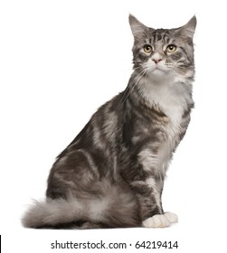 345 One Year Old Maine Coon Images, Stock Photos & Vectors 