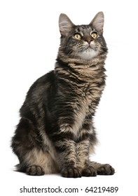 Maine Coon Cat 6 Months Old Stock Photo 64219489 | Shutterstock