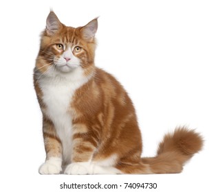 Maine Coon Cat, 6 Months Old, Sitting In Front Of White Background
