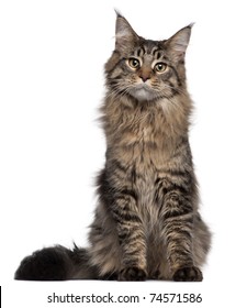 Maine Coon Cat, 7 Months Old, Sitting In Front Of White Background