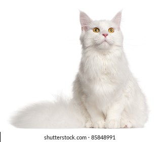 Maine Coon Cat, 8 Months Old, Sitting In Front Of White Background