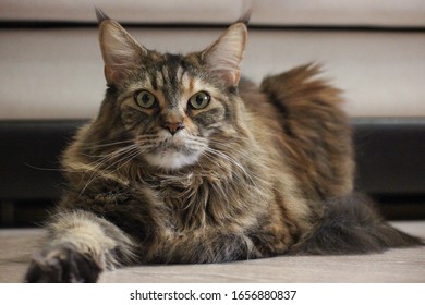 Photo De Stock Big Female Maine Coon Cat On Shutterstock