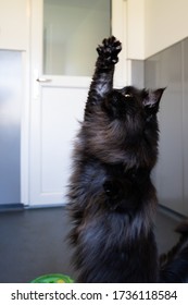 Maine Coon Cat Cleaning Her Long Black Fur Coat