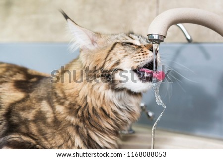 Maine coon cat drinking water with tongue from tap