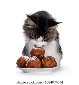 Maine Coon Cat Eating From Plate Of Suger Coated Typical Dutch Treat For Old Years Eve: Oliebollen. Isolated On White Background.