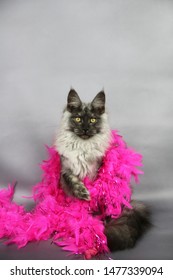 Maine Coon Cat With Feather Pink Boa, Dressed To Party, Young Diva! 