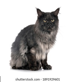 Maine Coon Cat In Front Of White Background