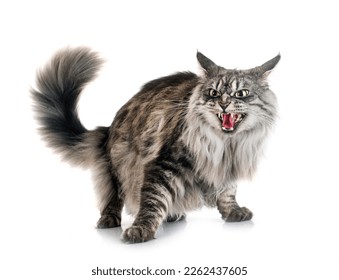 maine coon cat in front of white background - Shutterstock ID 2262437605