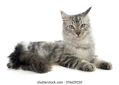 Black Silver Maine Coon Cat Images Stock Photos Vectors Shutterstock