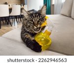 Maine coon cat gnaws spray bottle with water laying on sofa