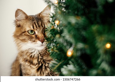 Maine coon cat with green eyes sitting at little christmas tree with lights. Cute kitty relaxing under festive christmas tree. Winter holidays. Pet and holiday - Powered by Shutterstock