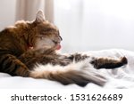 Maine coon cat grooming and lying on white bed in sunny bright stylish room. Cute cat with green eyes and with funny adorable emotions licking and cleaning fur. Space for text