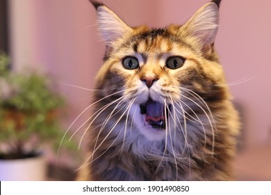 Chat Drole Images Stock Photos Vectors Shutterstock