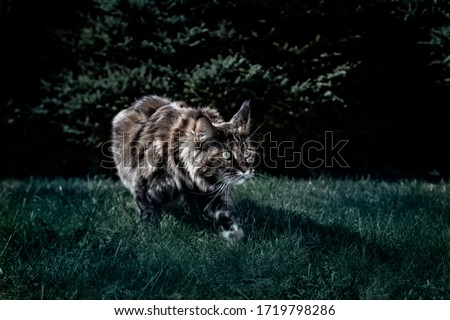 Maine Coon cat hunts at night. Night portrait of a cat prowling in the grass in the night garden. Front view, moonlight, semi-darkness, dark background.