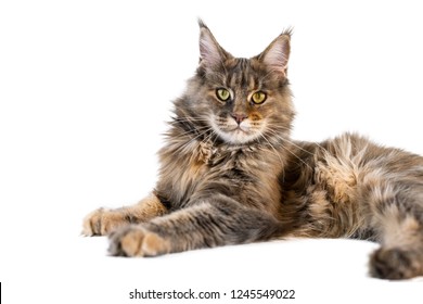 Maine Coon Cat Isolated Long Haired Stock Photo (edit Now) 1245549022