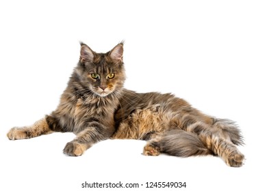 Maine Coon Cat Isolated Long Haired Stock Photo 1245549034 | Shutterstock