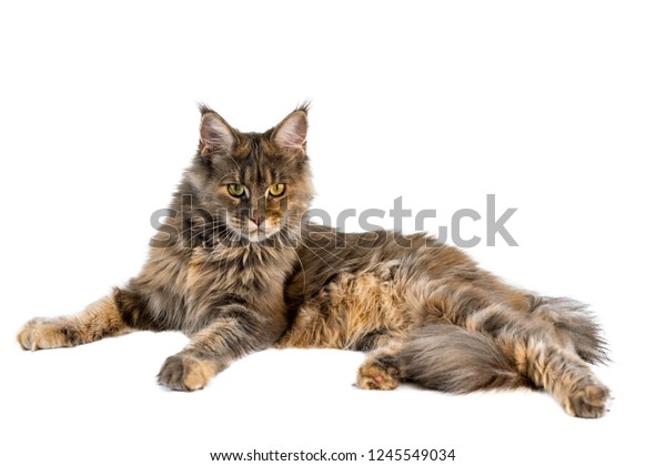 Maine Coon Cat Isolated Long Haired Stock Photo Edit Now 1245549034