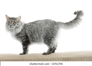 Maine Coon Cat Isolated On White Background