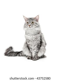 Maine Coon Cat Isolated On White Background