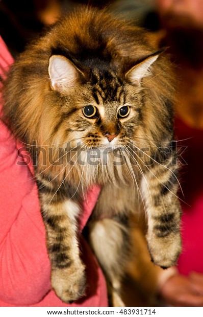 Maine Coon Cat Known American Longhair Stock Photo Edit Now