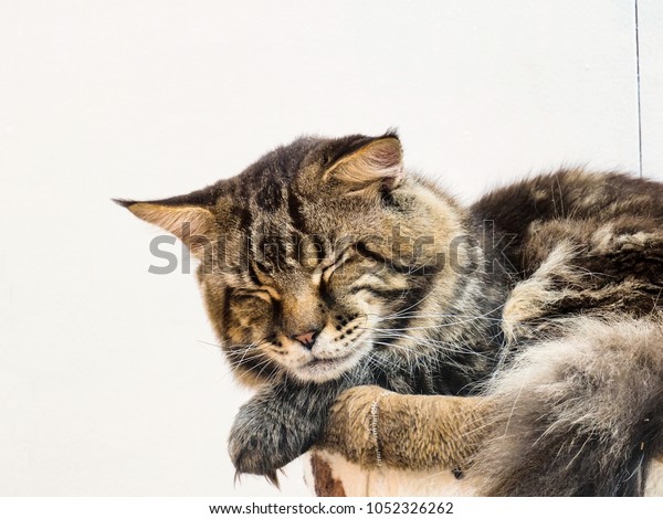 Maine Coon Cat Largest Cats World Stock Photo Edit Now 1052326262