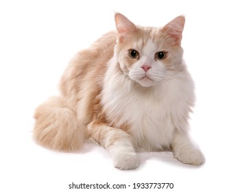 Maine Coon Cat Laying Isolated On A White Background