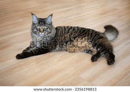 Maine coon cat lying on the wooden floor, primordial pouch is visible