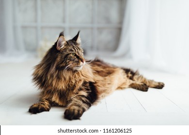 Maine Coon cat on white background - Shutterstock ID 1161206125