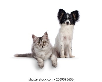Maine Coon cat and Papillon dog sitting and laying down together on edge. Both looking towards camera. Isolated on a white background.