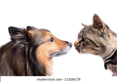 Maine Coon Cat And Sheltie Dog Nose To Nose On A White Background