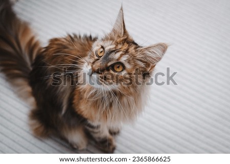 Maine Coon cat sits on a bed in an apartment. Close-up portrait of a cat with yellow eyes
