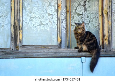 Maine Coon Cat Sitting Behind The Tulle On Window Sill Of Village Cabin With Old Wooden Frames And Looking Outside. Outside View