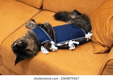 Maine coon cat in a special suit bandage recovering after surgery. Сonsequences of cat sterilization - Shutterstock ID 2364874567