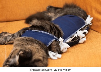 Maine coon cat in a special suit bandage recovering after surgery. Сonsequences of cat sterilization - Shutterstock ID 2364874569