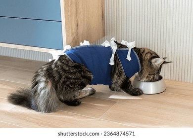 Maine coon cat in a special suit bandage recovering after surgery. Eating from bowl. Сonsequences of cat sterilization - Shutterstock ID 2364874571
