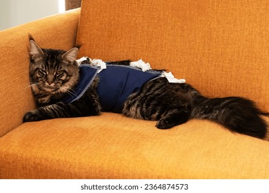 Maine coon cat in a special suit bandage recovering after surgery. Сonsequences of cat sterilization - Shutterstock ID 2364874573