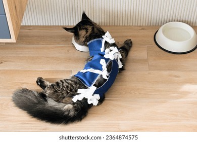 Maine coon cat in a special suit bandage recovering after surgery. Eating from bowl. Сonsequences of cat sterilization - Shutterstock ID 2364874575