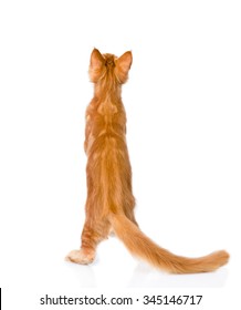 Maine Coon Cat Standing In Back View. Isolated On White Background