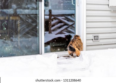 Maine Coon Cat Standing Outside By House Home Closed Sliding Glass Door Wanting Waiting Asking To Go Inside In Winter Snow Weather