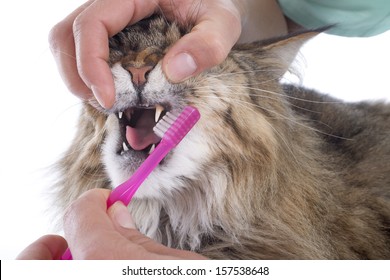 Maine Coon Cat And Toothbrush In Studio