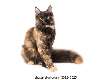 Maine Coon cat torty isolated on a white background