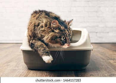 Maine Coon Cat Using The Litter Box.