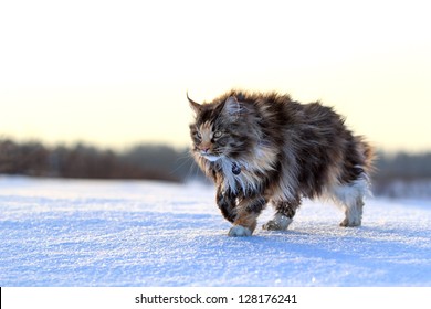 Maine Coon Cat Walk In Winter Field