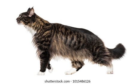 Maine Coon Cat Walking Against White Background