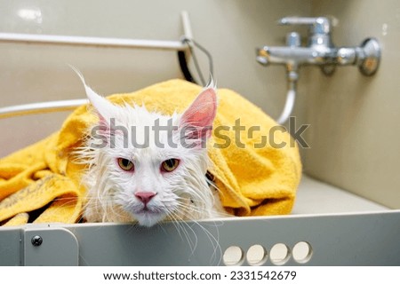 A Maine Coon cat is wrapped in a towel after bathing in a grooming bathroom.