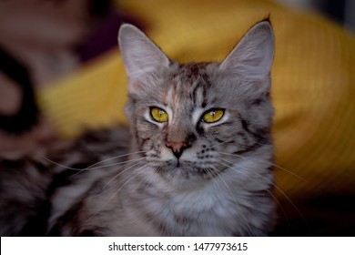 Maine Coon Cats Khaleesi Beauty