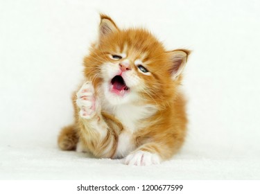 Maine Coon Ginger Tabby Kitten Stock Photo 1200677599 | Shutterstock