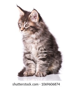 Photo De Stock Maine Coon Chaton 2 Mois Chat Shutterstock