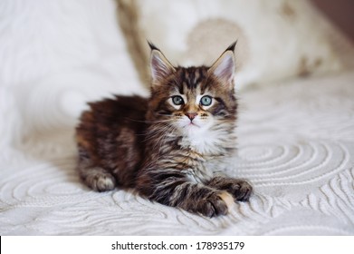 Maine Coon Kittens Images Stock Photos Vectors Shutterstock