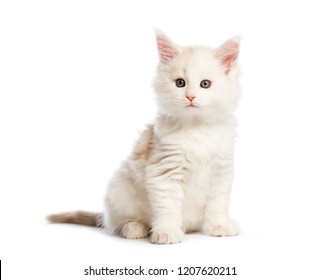 Maine coon kitten, 8 weeks old, in front of white background - Shutterstock ID 1207620211